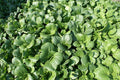 Tat Soi Chinese Cabbage Seeds - 2000 Count - Organic Non-GMO - Brassica rapa var. narinosa