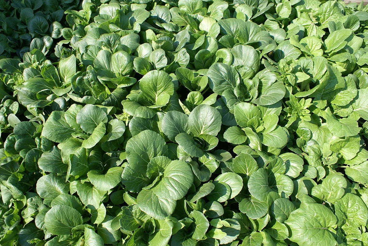 Tat Soi Chinese Cabbage Seeds - 2000 Count - Organic Non-GMO - Brassica rapa var. narinosa