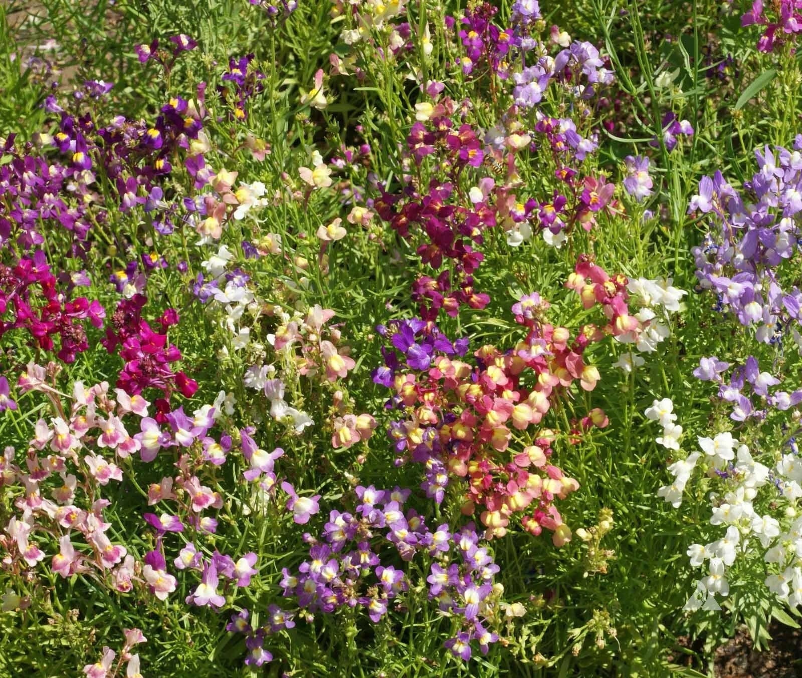 Snapdragon Seeds - 5000 Count Fairy Bouquet Mix Dwarf 8-14" Linaria marroccana
