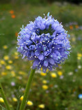 Globe Gilia 100 Seeds - California Native Wildflower Seeds for Pollinators - Gilia capitata