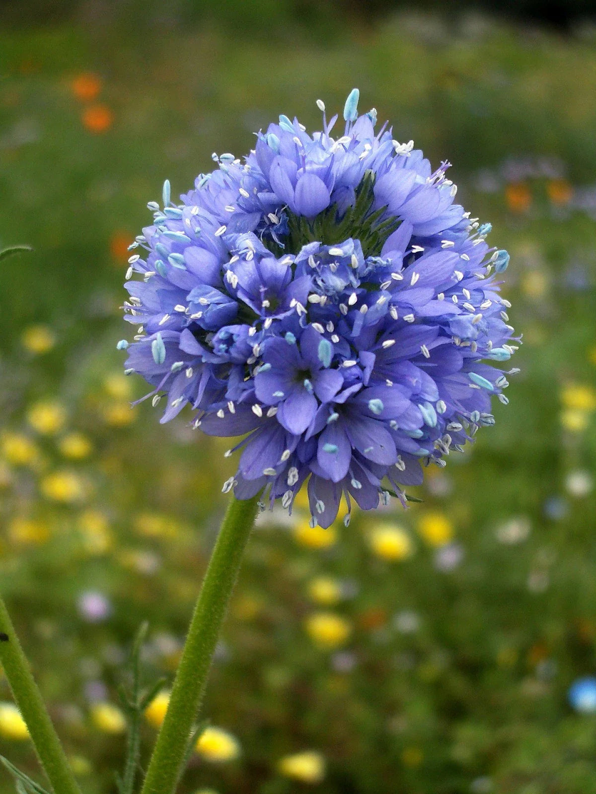 Globe Gilia 100 Seeds - California Native Wildflower Seeds for Pollinators - Gilia capitata