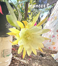 Epiphyllum Orchid Cactus Succulents - 2 Frances C Varieties - Perfect for Indoor Gardening - Unique Houseplants