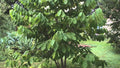 Paw Paw Tree Live Plant Set, 12-18 Inches, Asimina triloba, 2-Pack