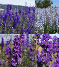 Rocket Larkspur Seeds - Night Sky Mix - Delphinium Blues - Non-GMO - 500 Seeds - Pollinator Friendly