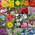 Wildflower Seed Mix 1 lb Non-GMO Partial Shade Seeds 520,000 Seeds Native Flower Blend
