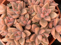 GRAPTOSEDUM "ALPENGLOW" Cuttings - 1.5" Diameter - 3 Unrooted Succulent Plant Cuttings