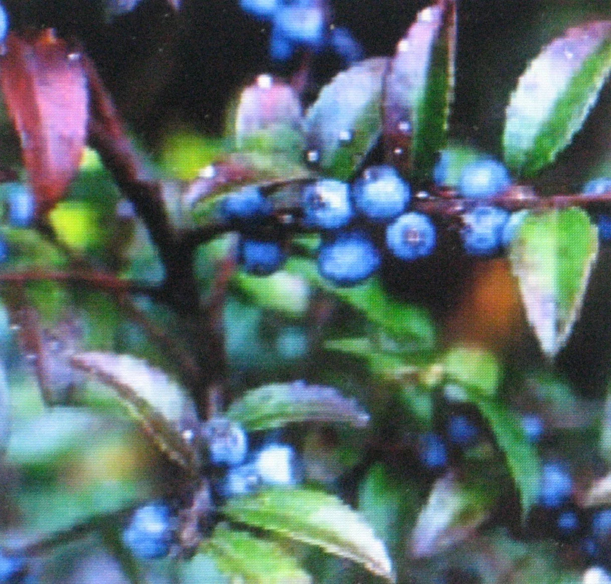 Huckleberry Seeds - 1000 Bulk Seeds - Medicinal Sweet Variety - Vaccinium myrtillus
