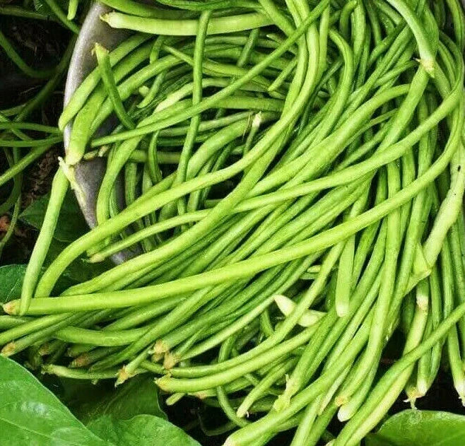 White Yard Long Bean Seeds - USA Asparagus Green Chinese Seeds for 2025 - Ideal for Asian Gardens, Organic Planting