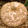 Galeux D'Eysines Pumpkin Seeds - 25+ Heirloom Seeds for Garden Planting - Cucurbita maxima - USA Grown, Free Shipping