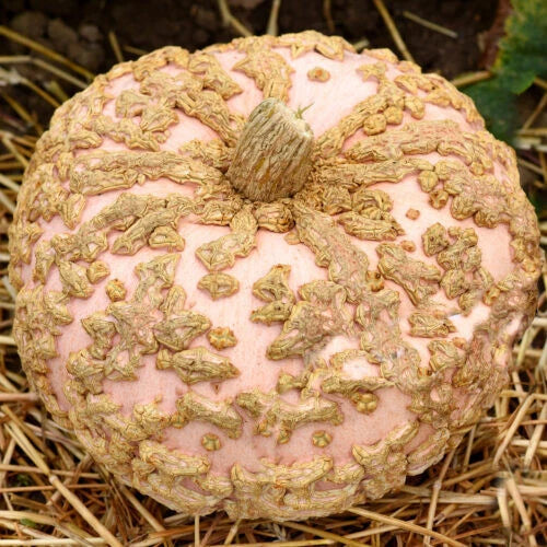 Galeux D'Eysines Pumpkin Seeds - 25+ Heirloom Seeds for Garden Planting - Cucurbita maxima - USA Grown, Free Shipping