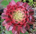 Live Succulent - 6" Bare Root - Aeonium 'Mardi Gras' - Variegated Leaves - Unique Indoor Plant