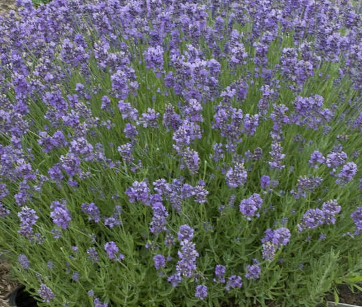 Lavender Seeds - 25 Pack - Munstead Variety - Perennial Herb - Perfect for Gardens and Aromatherapy