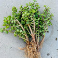 6 Lot Portulacaria Afra Good Luck Jade Tree Bonsai Elephant Bush Rooted Plants - Succulent Indoor Garden Decor