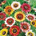 Painted Daisy Seeds LANDSCAPER'S PACK Bulk Non-GMO Perennial Pollinators 1000 Seeds (Bellis perennis)