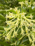 Night Blooming Jasmine Plant Live - Fragrant Cestrum Nocturnum Shrub - Ship No Pot