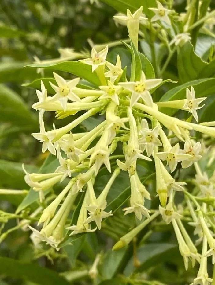 Night Blooming Jasmine Plant Live - Fragrant Cestrum Nocturnum Shrub - Ship No Pot