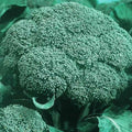 Organic Heirloom Broccoli Seeds - Green Sprouting Calabrese - 500 Seeds - Brassica oleracea
