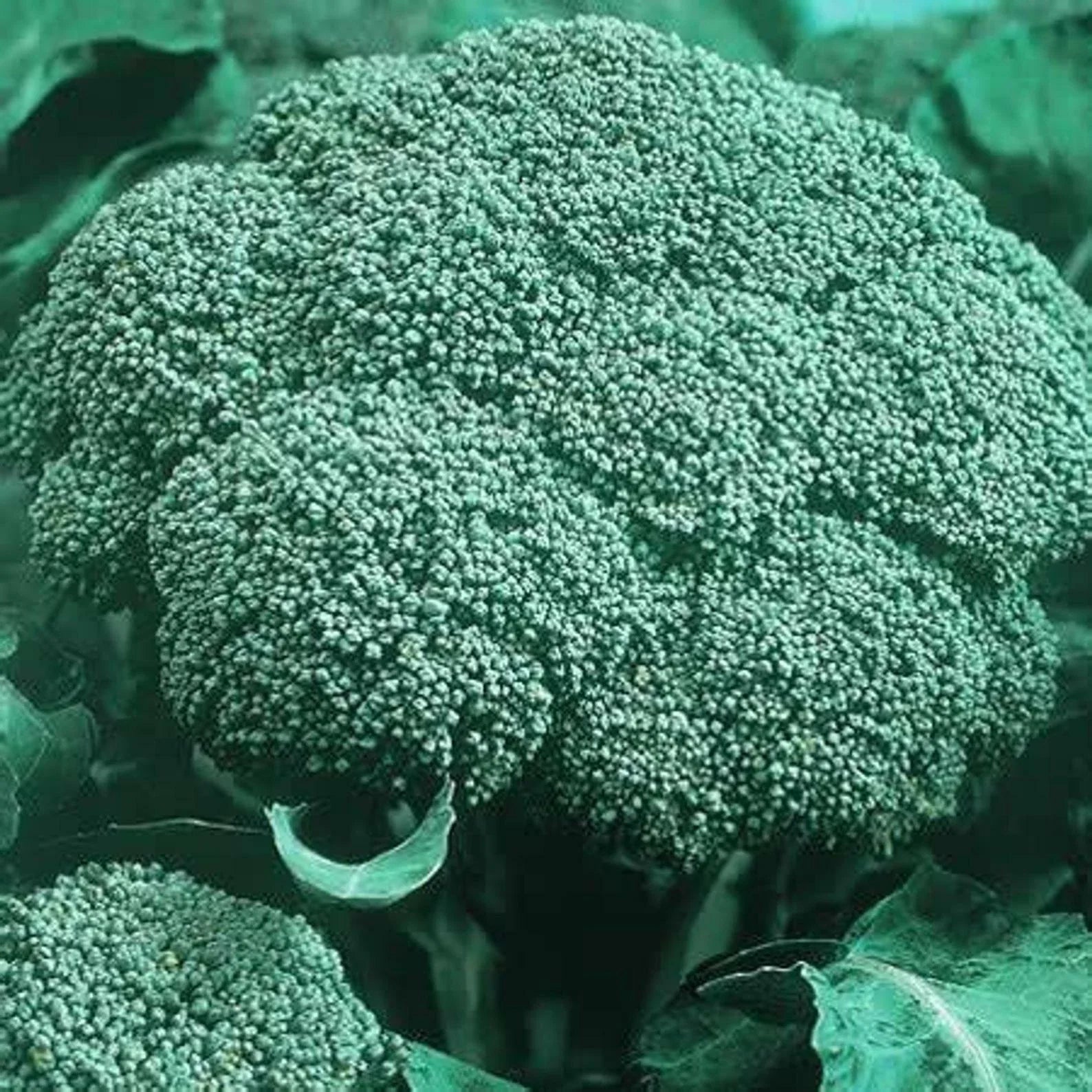 Organic Heirloom Broccoli Seeds - Green Sprouting Calabrese - 500 Seeds - Brassica oleracea