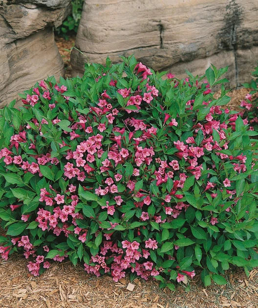 Weigela Cutting 8-12 Inches Rosy-Pink Blooms Weigela florida 'Minuet' Live Rooted Bare Root Plant