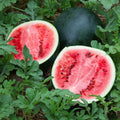 Sugar Baby Watermelon Seeds - 25+ Heirloom, Non-GMO, Super Sweet Variety - Citrullus lanatus