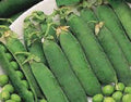 Premium Organic Heirloom Little Marvel Green Pea Seeds - Fresh, Non-GMO, Vegetable Gardening