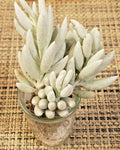 Senecio Haworthii Succulent Cutting - 4" Long - Whitest of All Succulents - Unrooted