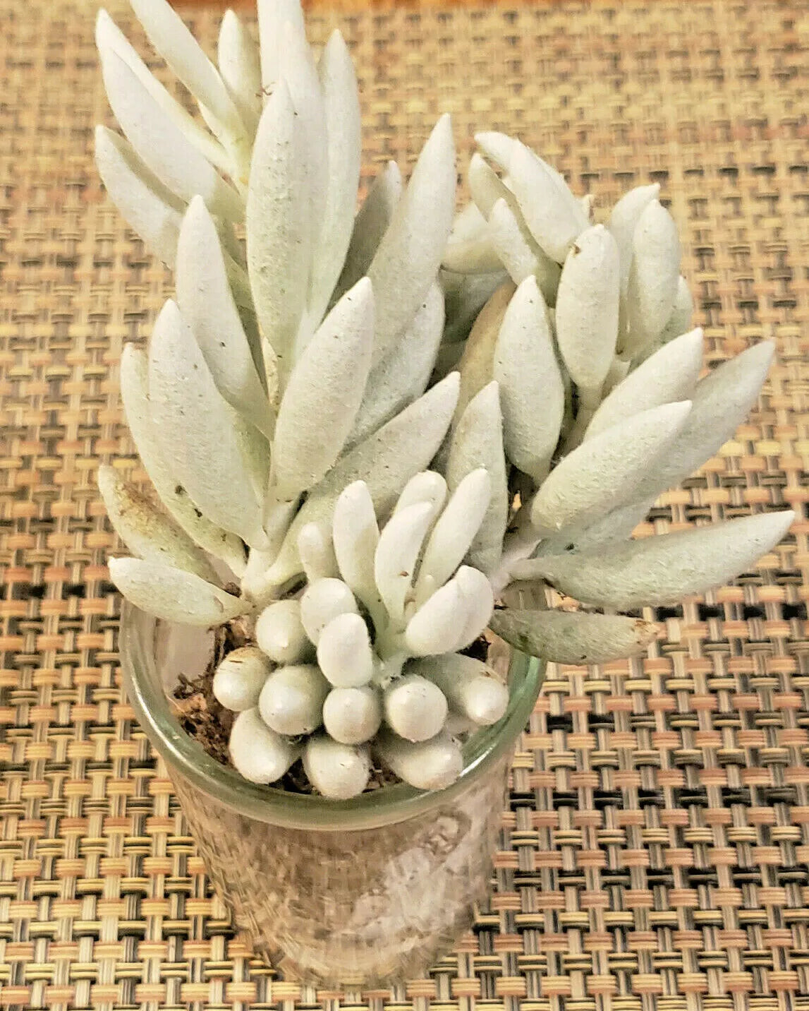 Senecio Haworthii Succulent Cutting - 4" Long - Whitest of All Succulents - Unrooted