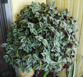 Violet Hill Tradescantia Zebrina Plant - Trailing Wandering Jew Houseplant - Easy Care Indoor Plant
