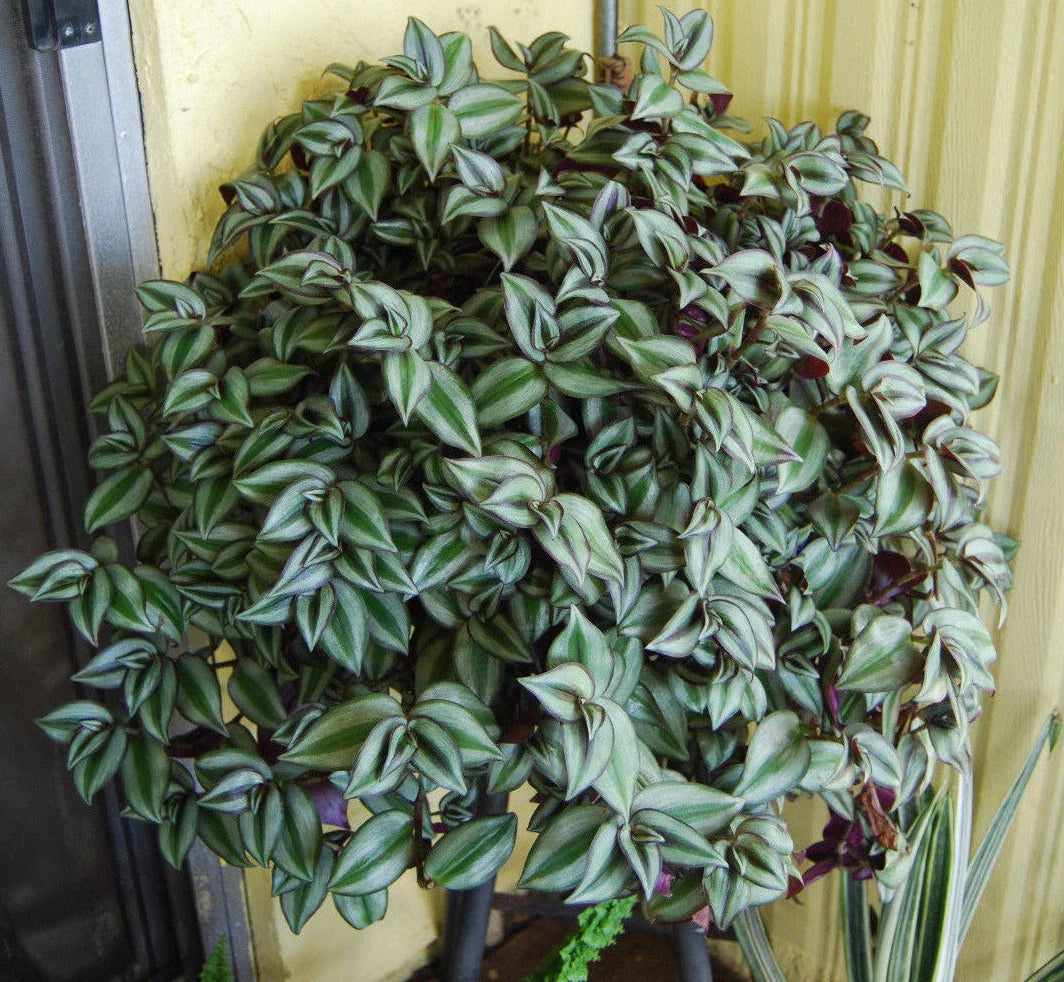 Violet Hill Tradescantia Zebrina Plant - Trailing Wandering Jew Houseplant - Easy Care Indoor Plant