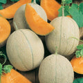 Hearts Of Gold Cantaloupe Seeds - 25+ Heirloom Non-GMO Organic Seeds - Cucumis melo