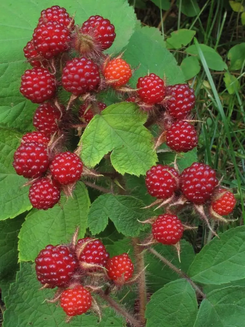 Wild Japanese Wineberry Bush - Live Bare Root Plant for Fruiting Berries - Rubus phoenicolasius