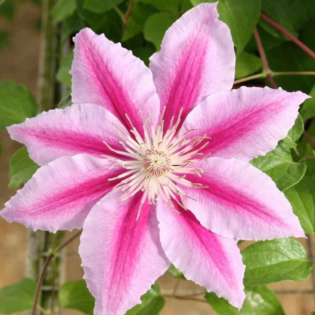 Rare Pink Clematis Seeds | Perennial Flower Seeds | Clematis viticella | Free Shipping