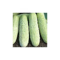 Cucumber Seeds - White Wonder Variety - Fresh Seeds - Cucumis sativus - Heirloom Vegetable Garden Seeds