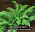 Large 3.5 Inch Potted Western Sword Ferns - Polystichum Munitum - Indoor Plant, Lush Green Foliage, Low Maintenance