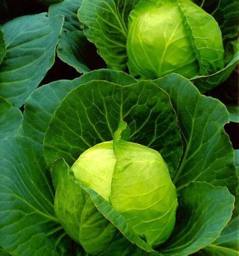 Golden Acre Cabbage Seeds - 100 Non-GMO Vegetable Garden Seeds - Brassica oleracea