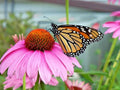 Purple Coneflower Seeds - 301+ Premium Echinacea for Medicinal Herb Garden - Native Wildflower Seed Pack