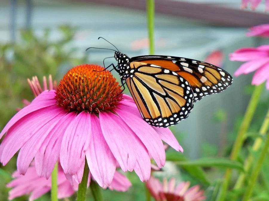 Purple Coneflower Seeds - 301+ Premium Echinacea for Medicinal Herb Garden - Native Wildflower Seed Pack