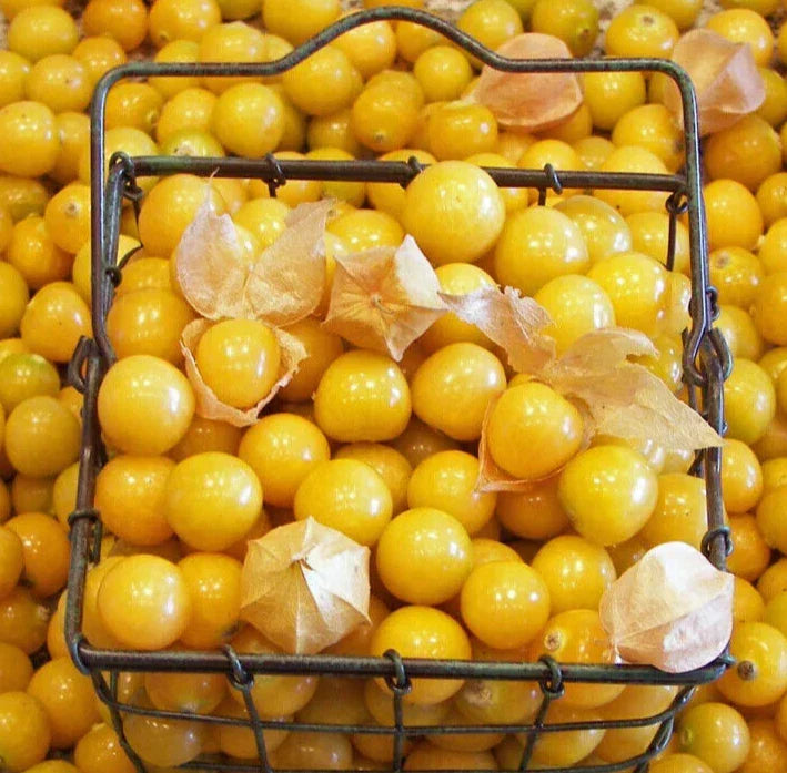 Gooseberry Seeds 200+ Ground Cherry Indeterminate Husk Cherries Physalis pruinosa - Free Shipping