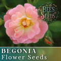 Fairy Kiss Begonia Seeds - Non-GMO Flower Seeds, 45 or 125 Seeds, Colorful Begonia Varieties, Ideal for Gardens