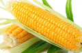 Sweet Golden Bantam Corn Seeds - 5000+ Heirloom Organic NON-GMO - Fresh Quality Seeds for Home Gardening