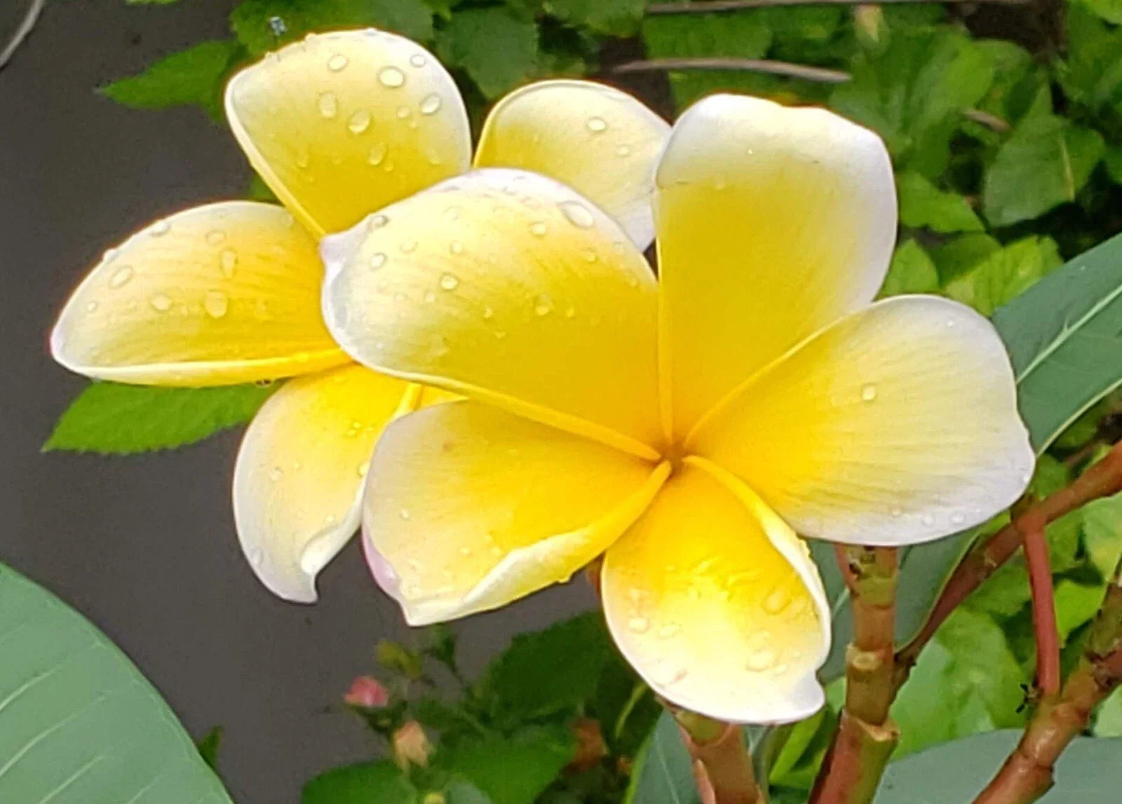 Yellow Plumeria Cuttings - Frangipani Plant Cuttings for Propagation - Tropical Flowering Plants