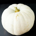 White Queen Pumpkin Seeds | Casper Ghost Lumina Polar Bear Variety | 2025 Seed Pack