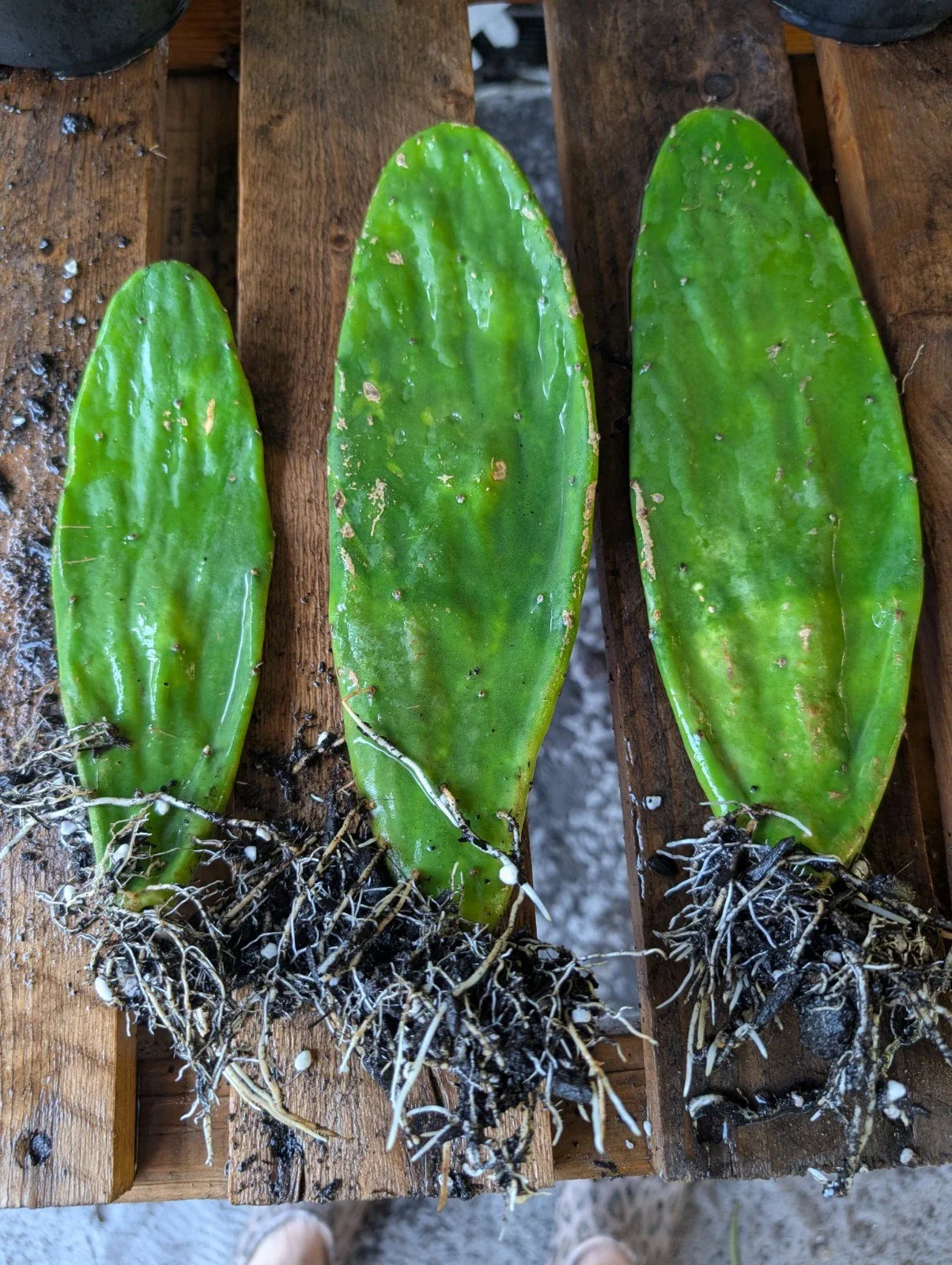 Live Eastern Prickly Pear Cactus Pads - 3 Rooted Plants (Opuntia humifusa) - Drought-Tolerant Succulent for Gardens