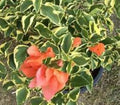 Orange Ice Variegated Bougainvillea Starter Plant - Well Rooted Bougainvillea (Bougainvillea glabra) Plug Plant