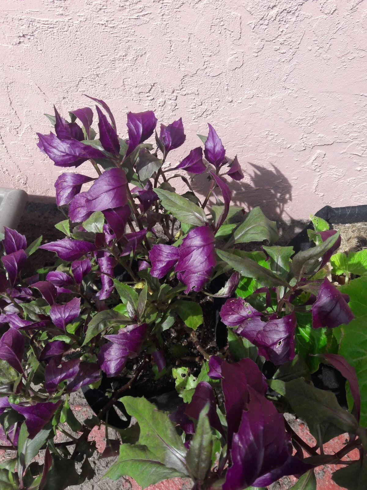 Okinawa Spinach Cuttings - 5 Inch Green & Deep Purple - Gynura crepioides