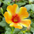 Mango Twist Portulaca - Colorful Purslane Succulent - Portulaca oleracea - US Seller