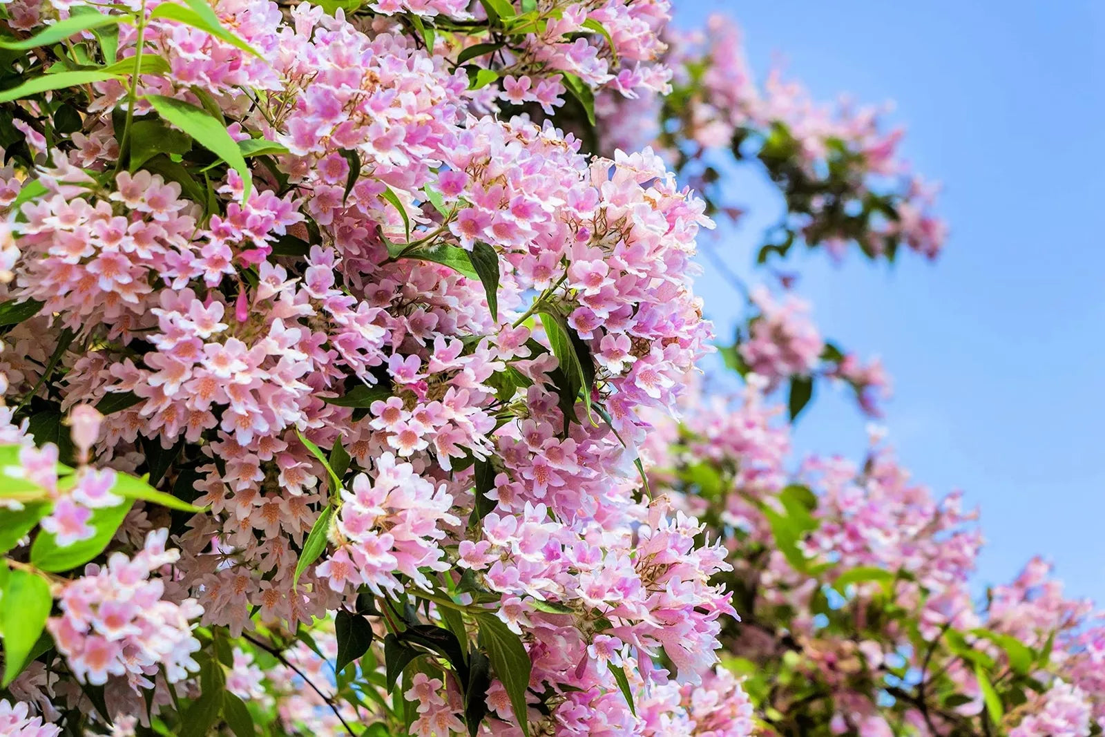 Beautybush Seeds for Planting, 20 Seeds, Pink Flowers, Kolkwitzia amabilis