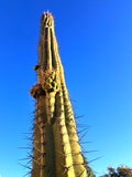 Cereus Werdemannianus Cactus 17" Indoor Plant - Unique Columnar Succulent, Perfect for Home Decor