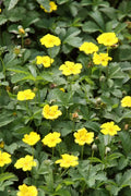 Aurea Potentilla Perennial Seeds - 500 Seeds - Golden Cinquefoil - Potentilla aurea - Freshly Dug, Priority Shipping