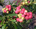 Pink Lemonade Blueberry Plant, 3" Pot, Vaccinium x 'Pink Lemonade', Rooted Live Plant